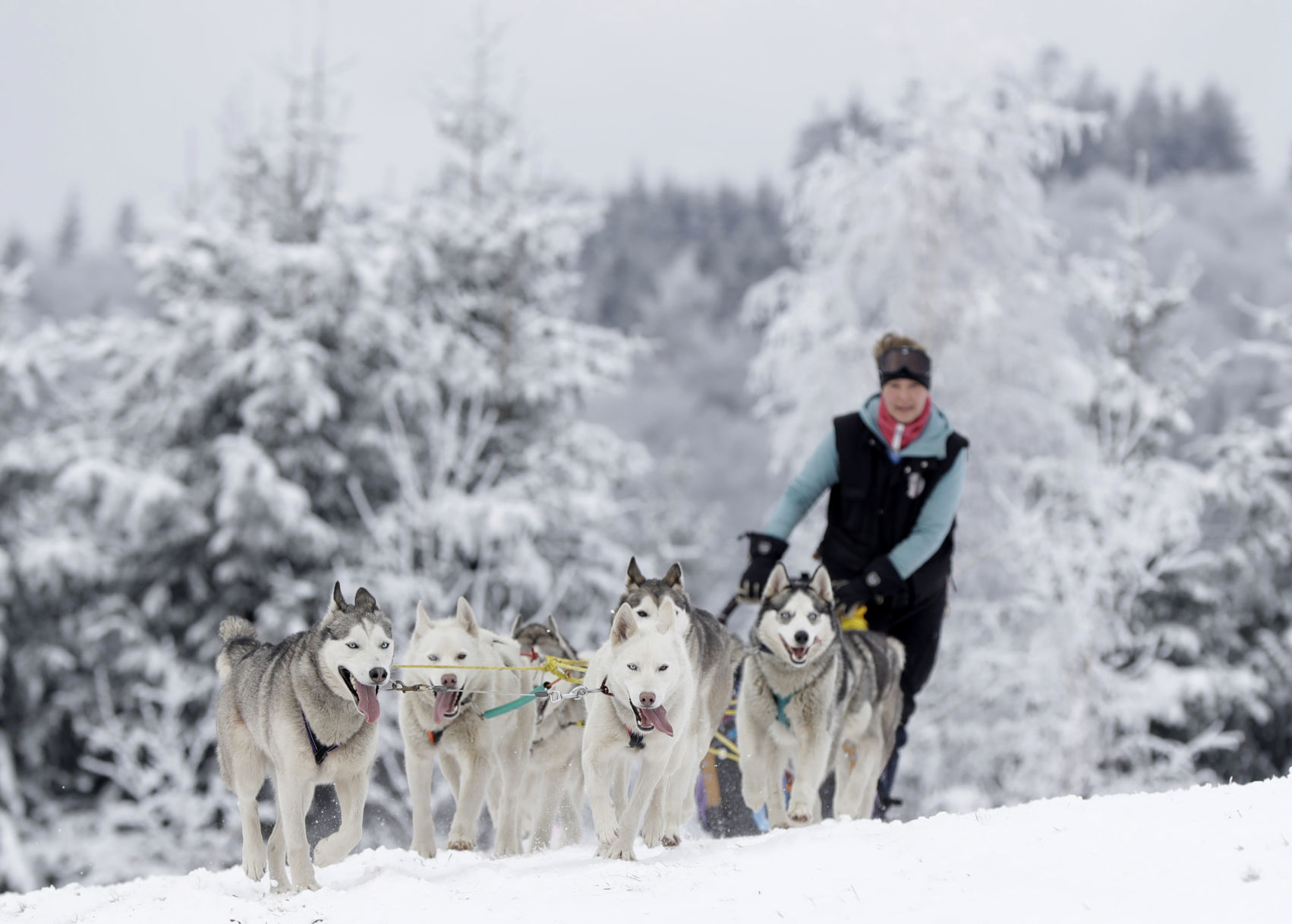 Czech Republic Dog Sled Race